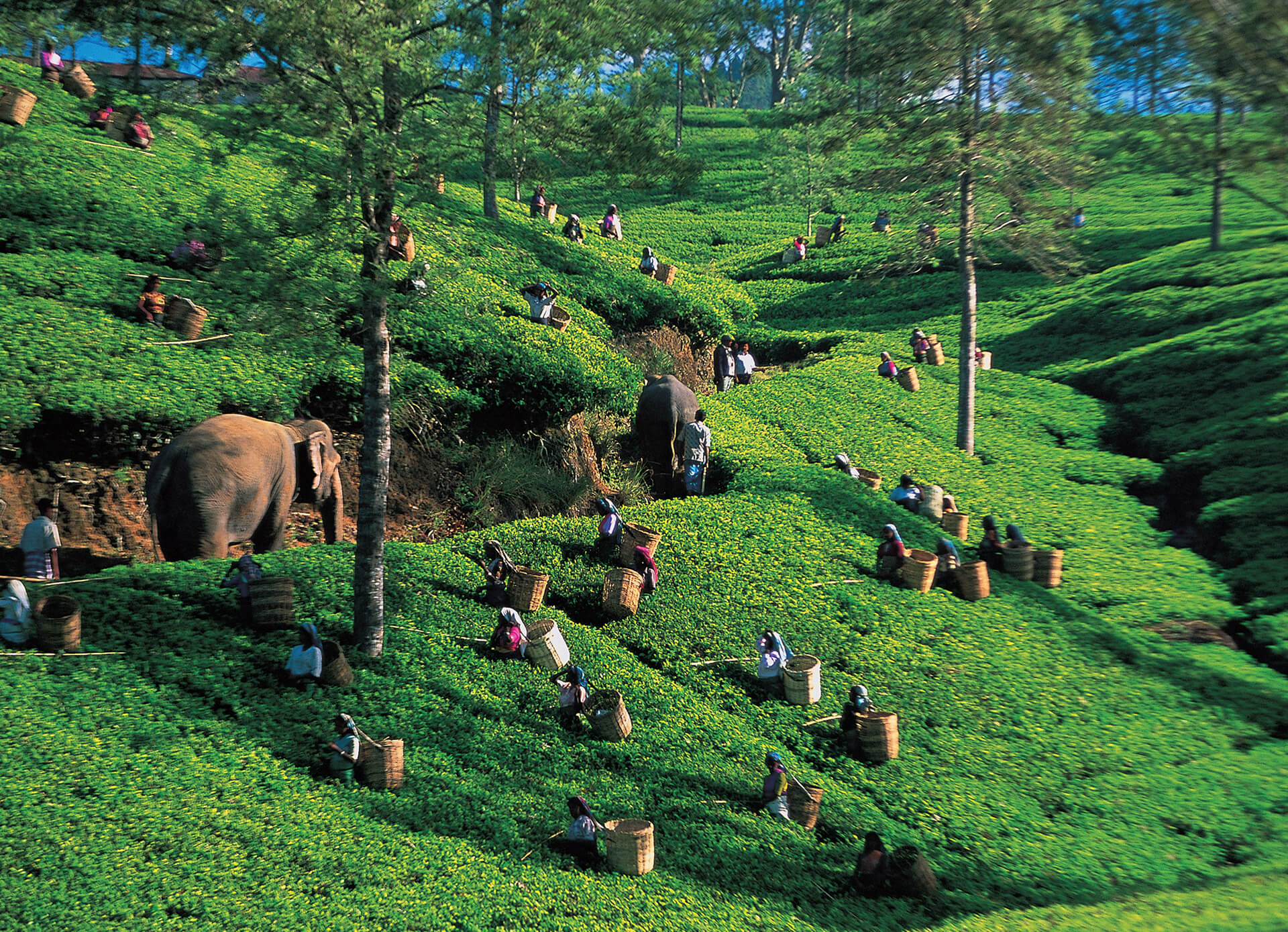millennium tea best ceylon tea in sri lanka
