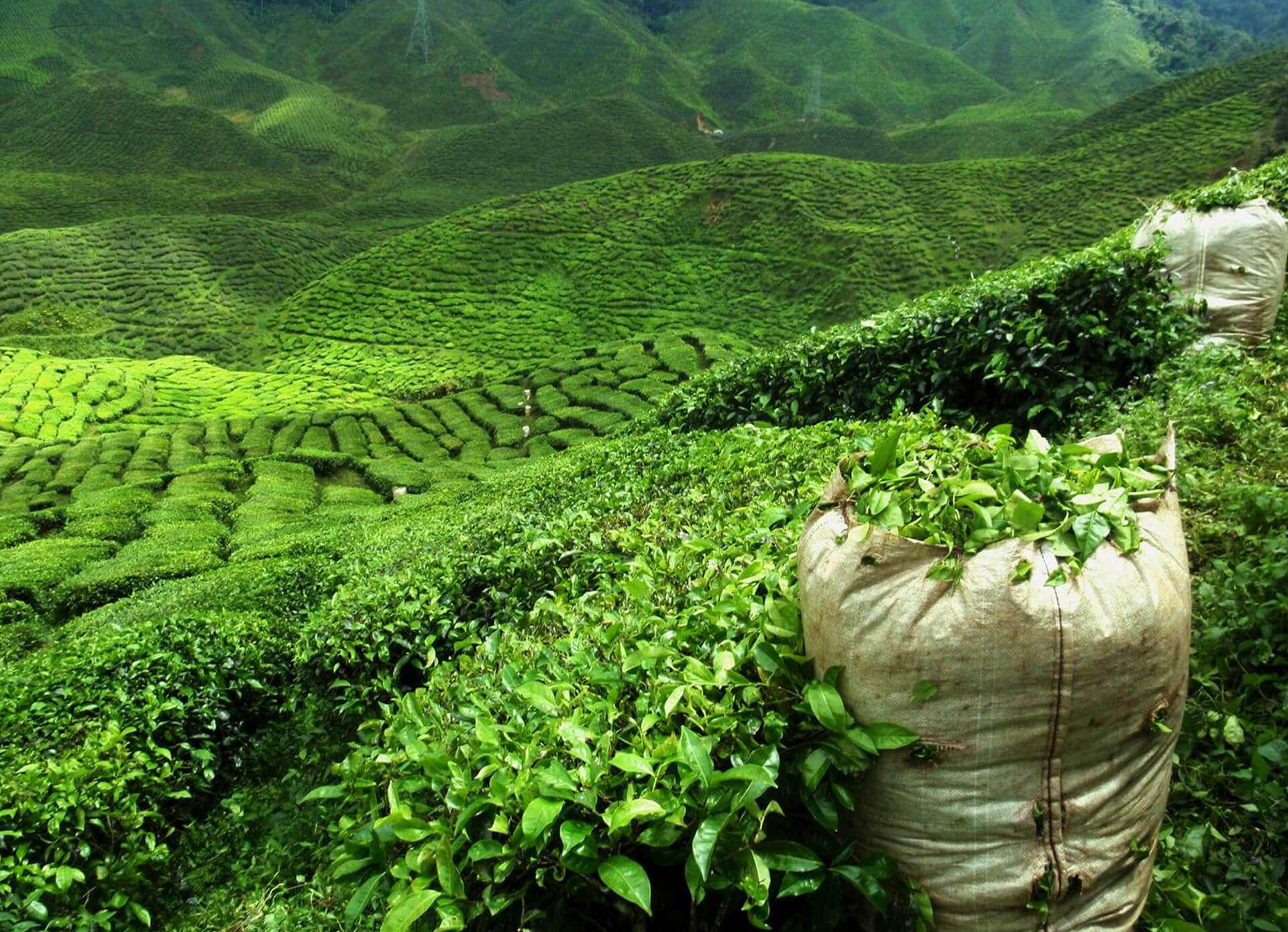 millennium tea best ceylon tea in sri lanka