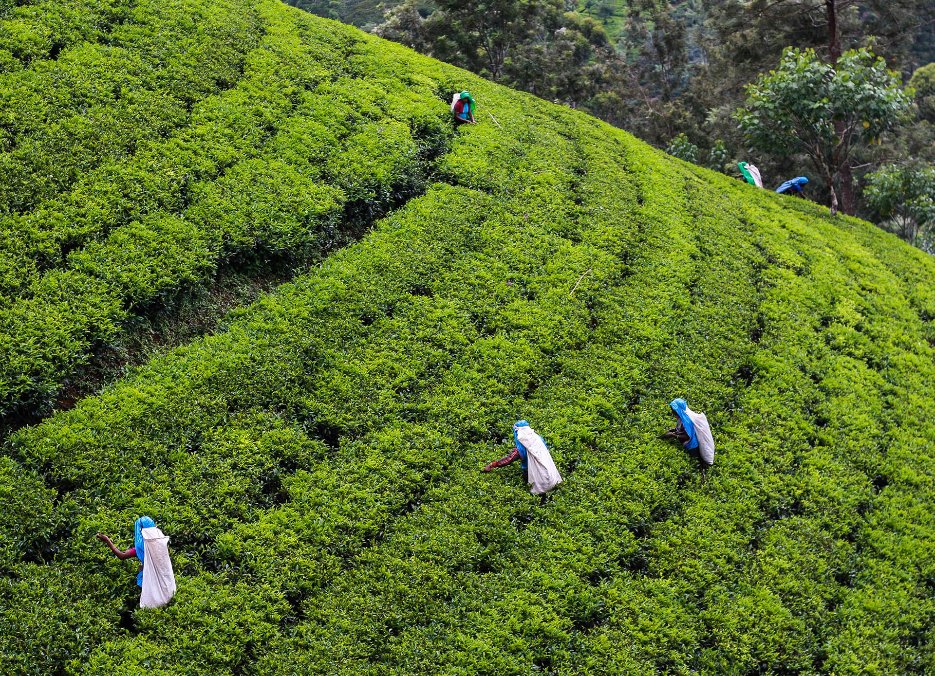 millennium tea best ceylon tea in sri lanka