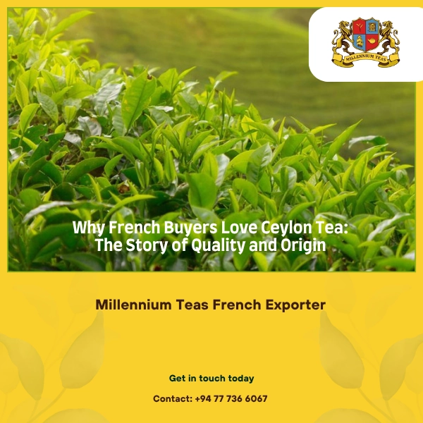 Sri Lankan Tea Exporters for French