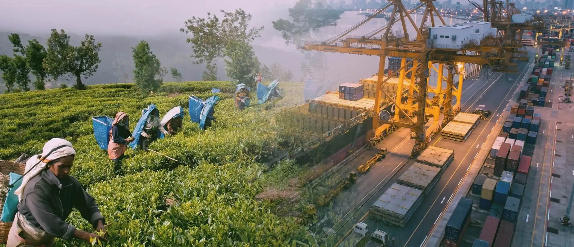 Ceylon Tea from sri lankan tea exporters