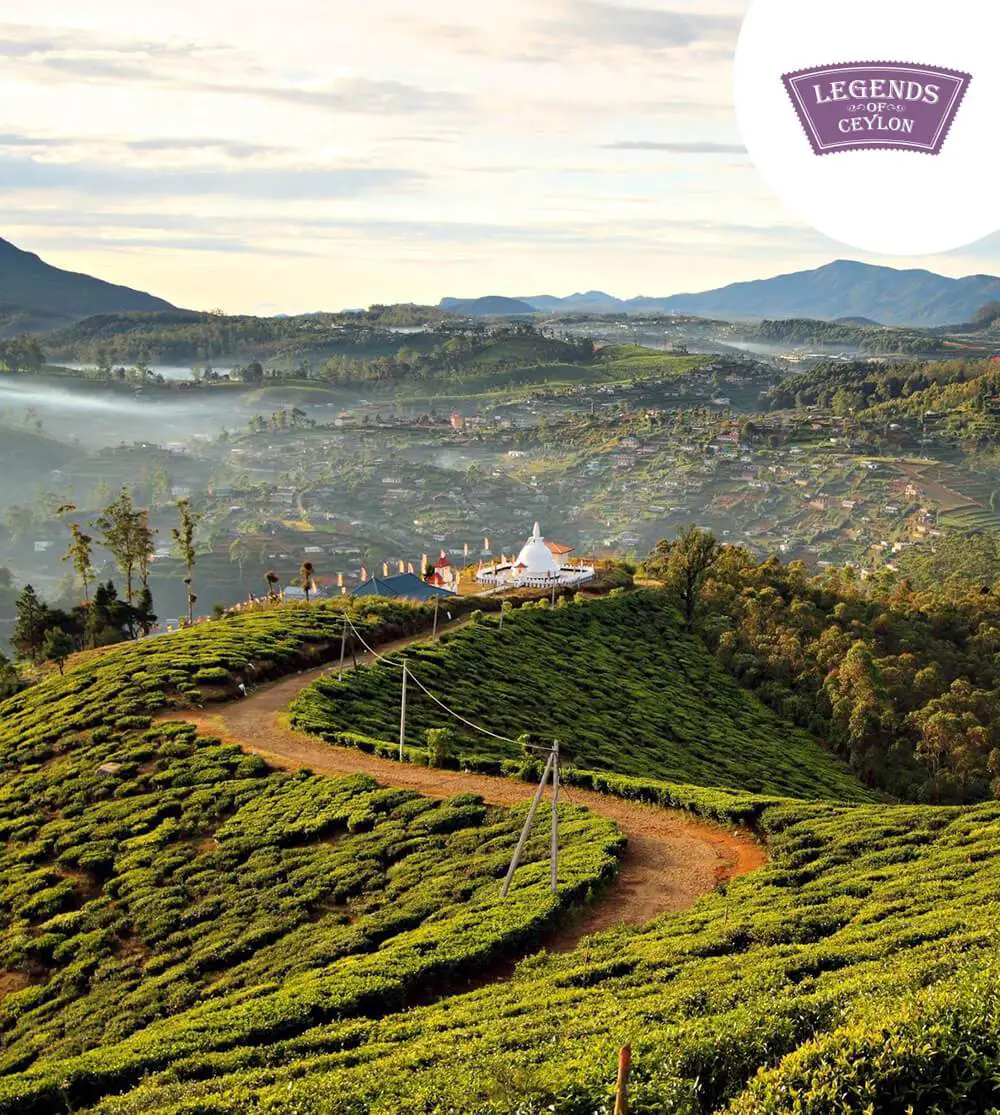 Ceylon Tea from sri lankan tea exporters