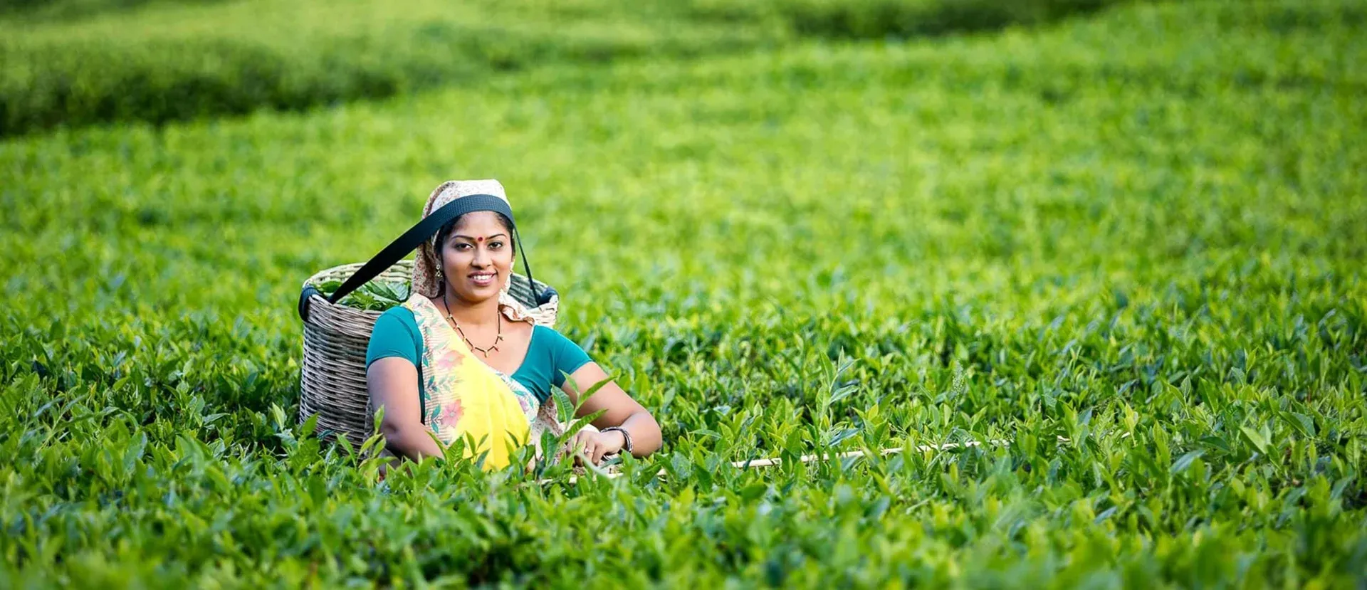 Ceylon Tea from sri lankan tea exporters